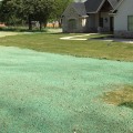 Refresh Your Lawn with Expert Hydroseeding in Auckland