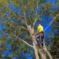 Arborist Palmerston North: Caring for Your Trees, Caring for Your Environment