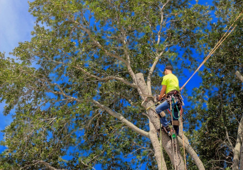 Arborist Palmerston North: Caring for Your Trees, Caring for Your Environment